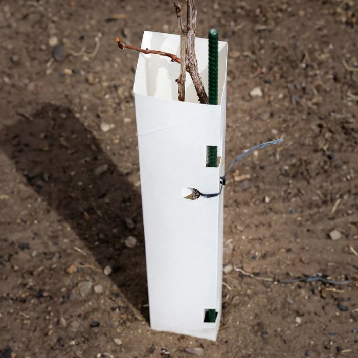 Corrugated plastic tree guards for vine