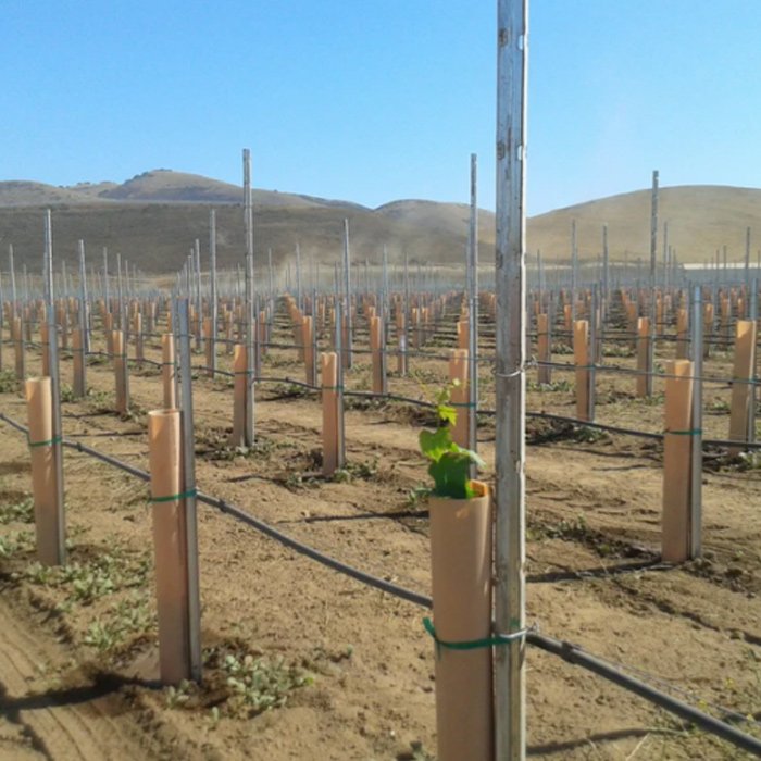 Corrugated tree protectors for seedlings