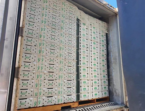 Corrugated Plastic box and Container